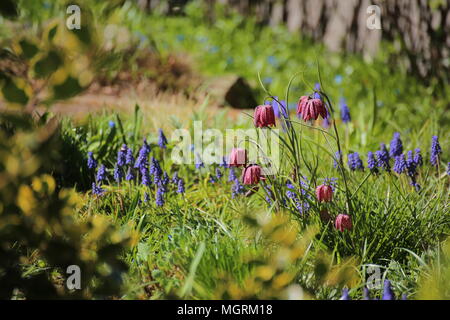 Fritillaria meleagris, i serpenti fritillary di testa in un cantiere con l'uva hyazinths. Foto Stock