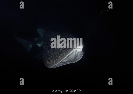 Squalo balena (Rhincodon typus) con bocca aperta, alimentando krill nella notte Foto Stock