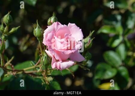 Rose di Agatha Christie Foto Stock