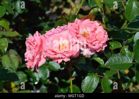 Rose di Agatha Christie Foto Stock