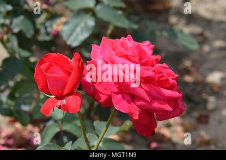 Rose rosse Alecs Foto Stock