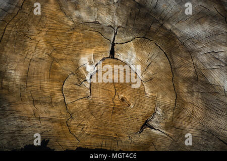 Texture di legno intagliate di tronco di albero Foto Stock