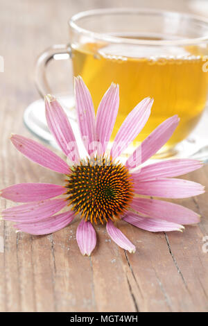 Echinacea purpurea fiore contro la tazza di tè alle erbe Foto Stock