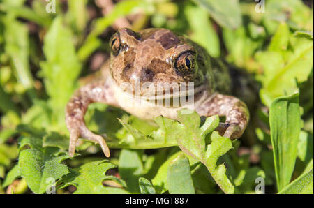 Toad seduto nel verde erba, close up Foto Stock