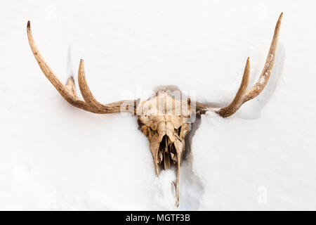 Cranio naturale di giovani alci animale in bianco della neve di Smolensk Regione della Russia Foto Stock