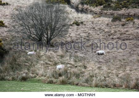 Pecore in erba lunga in Wicklow Mountains in Irlanda Foto Stock