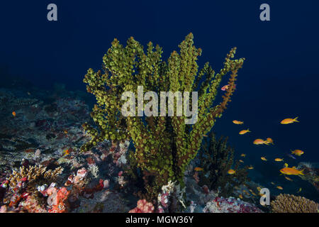 Sole Nero corallo (Tubastraea micranthus) Foto Stock