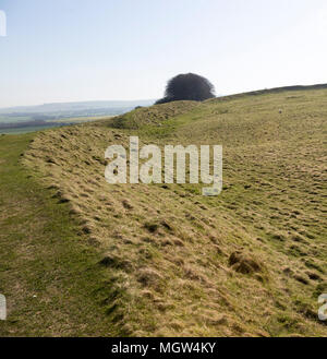 Il baluardo difensivo a Barbury Castle Country Park, Età del Ferro hill fort, Wiltshire, Inghilterra, Regno Unito Foto Stock