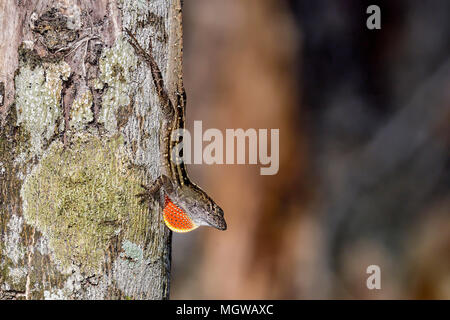 Anole marrone Foto Stock