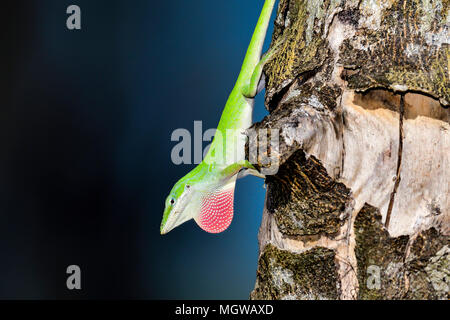 "Possiedo questo albero..." Foto Stock