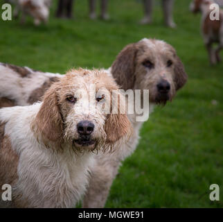 David Davies Fox Hounds Foto Stock