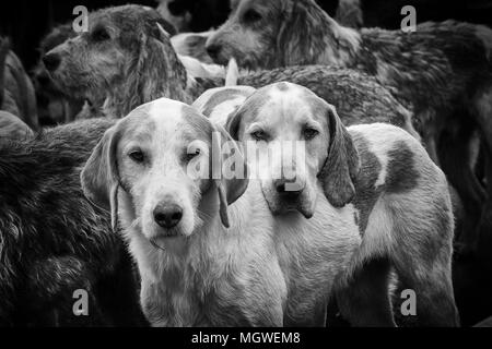 David Davies Fox Hounds Foto Stock