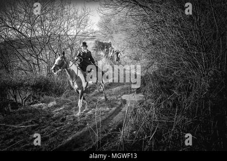 David Davies Fox Hounds Foto Stock