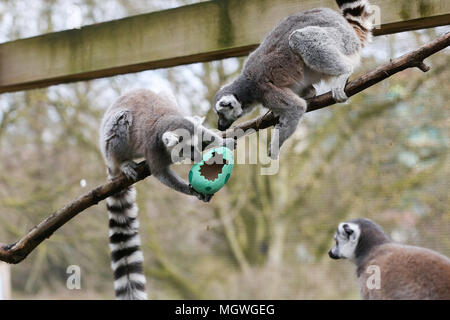 Lemuri e scimmie scoiattolo cacciare per la colorata cartapesta uova appesi in tutto il loro contenitore, riempito con gustosi snack. Drago di Komodo Ganas dà la caccia per le sue deliziose uova fresche nascosto nel Attenborough Komodo dragon House. Dotato di: lemuri dove: Londra, Regno Unito quando: 29 Mar 2018 Credit: Dinendra Haria/WENN Foto Stock