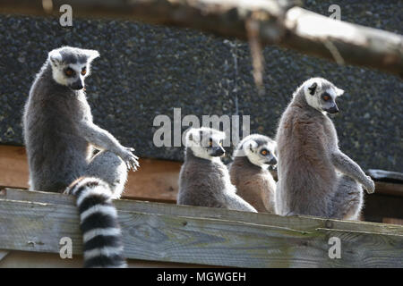 Lemuri e scimmie scoiattolo cacciare per la colorata cartapesta uova appesi in tutto il loro contenitore, riempito con gustosi snack. Drago di Komodo Ganas dà la caccia per le sue deliziose uova fresche nascosto nel Attenborough Komodo dragon House. Dotato di: lemuri dove: Londra, Regno Unito quando: 29 Mar 2018 Credit: Dinendra Haria/WENN Foto Stock