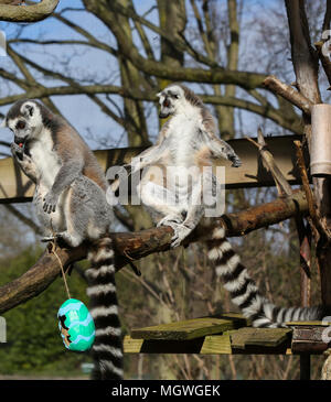 Lemuri e scimmie scoiattolo cacciare per la colorata cartapesta uova appesi in tutto il loro contenitore, riempito con gustosi snack. Drago di Komodo Ganas dà la caccia per le sue deliziose uova fresche nascosto nel Attenborough Komodo dragon House. Dotato di: lemuri dove: Londra, Regno Unito quando: 29 Mar 2018 Credit: Dinendra Haria/WENN Foto Stock