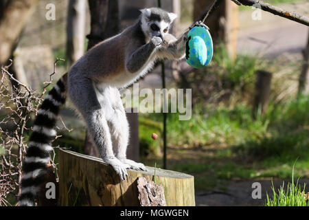 Lemuri e scimmie scoiattolo cacciare per la colorata cartapesta uova appesi in tutto il loro contenitore, riempito con gustosi snack. Drago di Komodo Ganas dà la caccia per le sue deliziose uova fresche nascosto nel Attenborough Komodo dragon House. Dotato di: lemuri dove: Londra, Regno Unito quando: 29 Mar 2018 Credit: Dinendra Haria/WENN Foto Stock