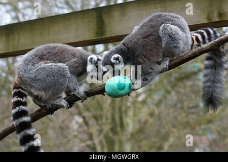 Lemuri e scimmie scoiattolo cacciare per la colorata cartapesta uova appesi in tutto il loro contenitore, riempito con gustosi snack. Drago di Komodo Ganas dà la caccia per le sue deliziose uova fresche nascosto nel Attenborough Komodo dragon House. Dotato di: lemuri dove: Londra, Regno Unito quando: 29 Mar 2018 Credit: Dinendra Haria/WENN Foto Stock