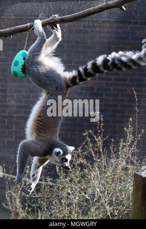 Lemuri e scimmie scoiattolo cacciare per la colorata cartapesta uova appesi in tutto il loro contenitore, riempito con gustosi snack. Drago di Komodo Ganas dà la caccia per le sue deliziose uova fresche nascosto nel Attenborough Komodo dragon House. Dotato di: lemuri dove: Londra, Regno Unito quando: 29 Mar 2018 Credit: Dinendra Haria/WENN Foto Stock