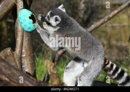 Lemuri e scimmie scoiattolo cacciare per la colorata cartapesta uova appesi in tutto il loro contenitore, riempito con gustosi snack. Drago di Komodo Ganas dà la caccia per le sue deliziose uova fresche nascosto nel Attenborough Komodo dragon House. Dotato di: lemuri dove: Londra, Regno Unito quando: 29 Mar 2018 Credit: Dinendra Haria/WENN Foto Stock