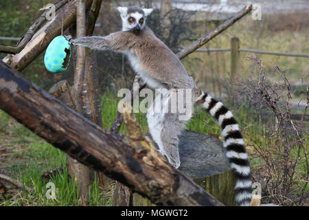 Lemuri e scimmie scoiattolo cacciare per la colorata cartapesta uova appesi in tutto il loro contenitore, riempito con gustosi snack. Drago di Komodo Ganas dà la caccia per le sue deliziose uova fresche nascosto nel Attenborough Komodo dragon House. Dotato di: lemuri dove: Londra, Regno Unito quando: 29 Mar 2018 Credit: Dinendra Haria/WENN Foto Stock