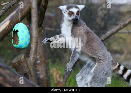 Lemuri e scimmie scoiattolo cacciare per la colorata cartapesta uova appesi in tutto il loro contenitore, riempito con gustosi snack. Drago di Komodo Ganas dà la caccia per le sue deliziose uova fresche nascosto nel Attenborough Komodo dragon House. Dotato di: lemuri dove: Londra, Regno Unito quando: 29 Mar 2018 Credit: Dinendra Haria/WENN Foto Stock