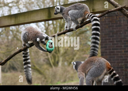 Lemuri e scimmie scoiattolo cacciare per la colorata cartapesta uova appesi in tutto il loro contenitore, riempito con gustosi snack. Drago di Komodo Ganas dà la caccia per le sue deliziose uova fresche nascosto nel Attenborough Komodo dragon House. Dotato di: lemuri dove: Londra, Regno Unito quando: 29 Mar 2018 Credit: Dinendra Haria/WENN Foto Stock