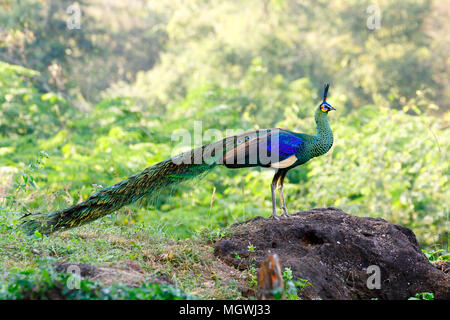 Maschi selvatici peafowl verde / pavone (Pavo muticus) Nel piumaggio di allevamento (preso dal sud-est asiatico) Foto Stock