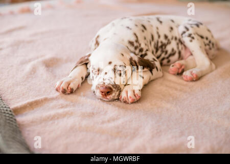 Dormire sul letto cucciolo dalmata. Simpatico ritratto di dalmata cucciolo di 8 settimane Foto Stock