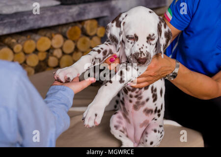 Un piccolo e intelligente cucciolo dà la zampa al ragazzo. ragazzo con la pet e il ragazzo tiene zampa dalmata con una mano.Dammi il cinque, cane Foto Stock