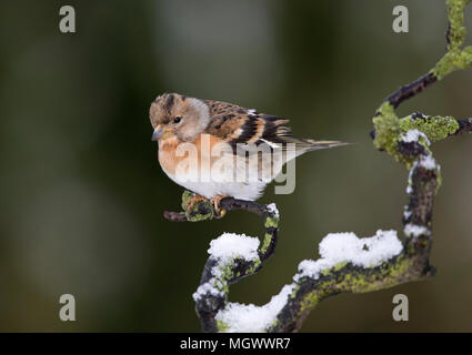 Brambling maschio, Fringilla montifringilla, su una coperta di neve il ramo, Wales, Regno Unito Foto Stock