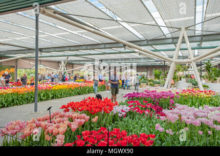 Il Keukenhof, noto anche come il giardino di Europa si trova a Lisse South Holland Olanda. È aperta solo per 8 settimane dell'anno ma si compiace uovere Foto Stock