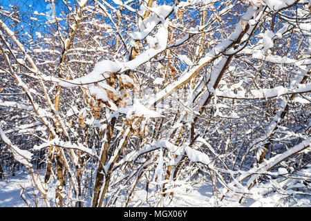 Acero essiccato sul semi coperto di neve nel ramo Timiryazevskiy park della città di Mosca nella soleggiata giornata invernale Foto Stock