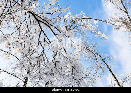 Vista dal basso della coperta di neve alberi in Timiryazevskiy Forest park della città di Mosca in inverno pieno di sole al mattino Foto Stock