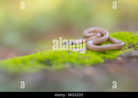 Eirenis rothii è una specie di serpente della famiglia Colubridae. È comunemente noto come il Roth del corridore di Nana. Foto Stock