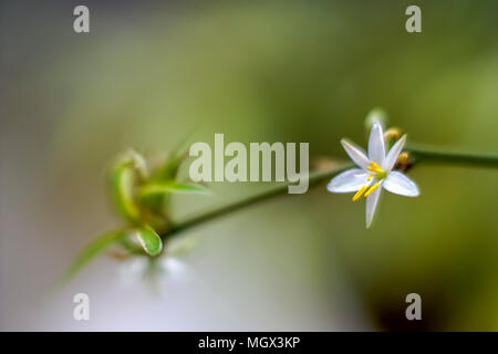 Messa a fuoco selettiva di un fiore bianco che cresce su un gambo lungo Foto Stock