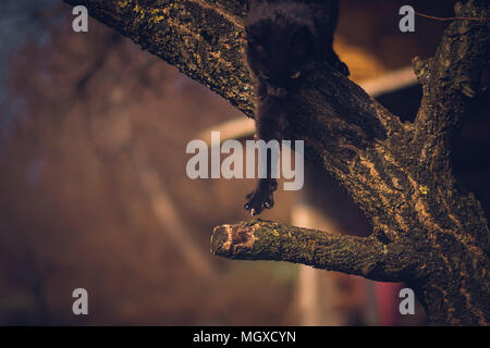 Gatto nero è portata fuori per un ramo su un albero, focus sulla paw Foto Stock