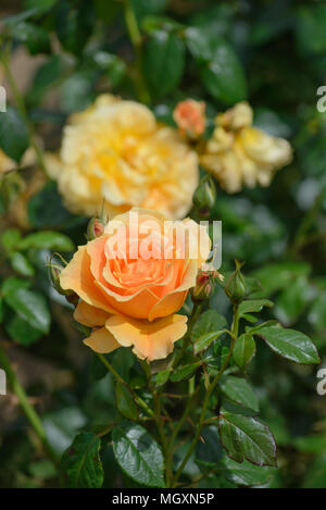 Rose Easy Going Foto Stock