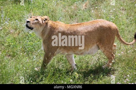 Lion la caccia su una preda Foto Stock