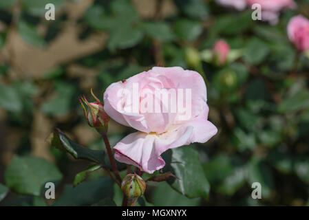Rosa inglese miss Foto Stock