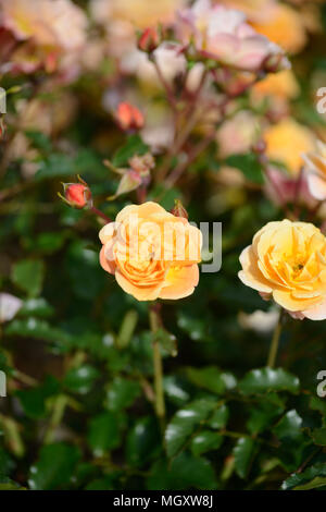Rose tappeto di fiori di colore ambra Foto Stock