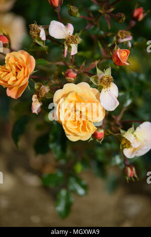 Rose tappeto di fiori di colore ambra Foto Stock