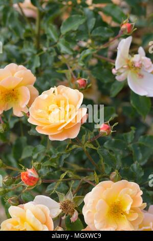 Rose tappeto di fiori di colore ambra Foto Stock