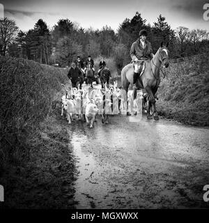 David Davies Fox Hounds Foto Stock