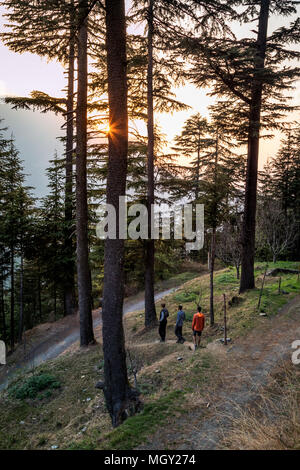 Sun impostazione tra gli alberi nel piccolo villaggio himalayana di Lagga, situato in Chamba Foto Stock