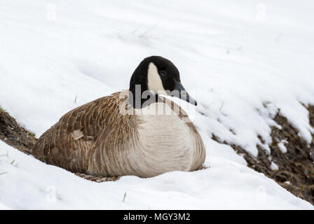 Femmina Canada goose (Branta canadensis) sul nido nella neve, Ames, Iowa, USA. Foto Stock