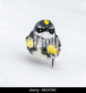 Maschio giallo-rumped trillo (Setophaga coronata) sulla neve, Ames, Iowa, USA Foto Stock