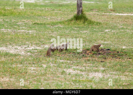 Nastrare Mongooses (Mungus mungo). I membri di una banda avente foraged attraverso un mucchio di sterco di elefante africano (Loxodonta africana), per gli invertebrati. Okavavang Foto Stock