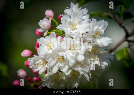 Fioritura crab apple albero in fiore Foto Stock