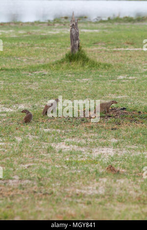 Nastrare Mongooses (Mungus mungo). I membri di una banda avente foraged attraverso un mucchio di sterco di elefante africano (Loxodonta africana), per gli invertebrati. Okavavang Foto Stock